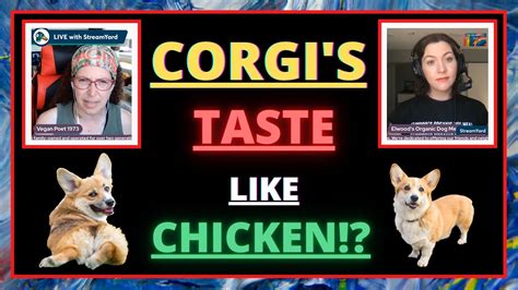 Corgis Taste Like Chicken Youtube