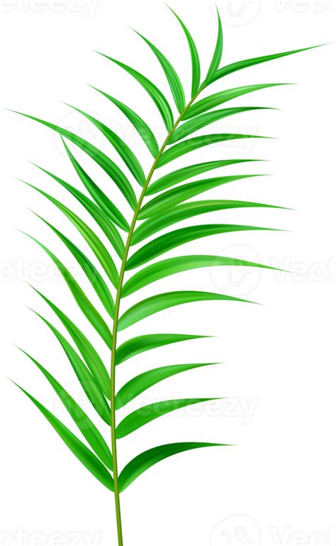 Jungle exotic leaf. tropical leaves 38963312 PNG