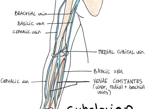 Upper Limb Veins Anatomy