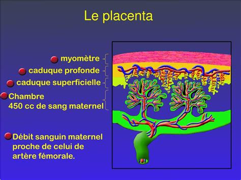 Ppt Physiopathologie Des H Morragies Du Post Partum Powerpoint