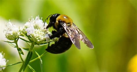 ernstseeds nativeseeds nativeplants pollinators savethebees bee