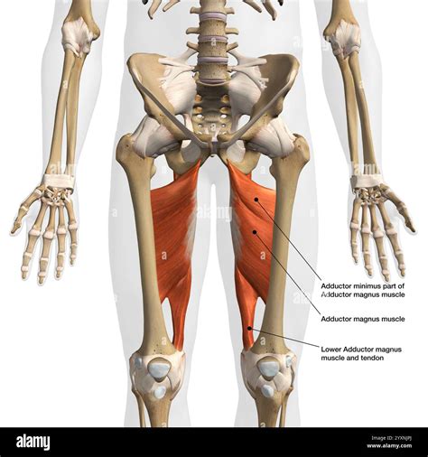 3d Rendering Of Adductor Magnus Muscle On White Background Stock Photo
