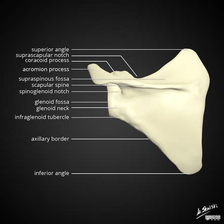 Lateral Angle Of Scapula