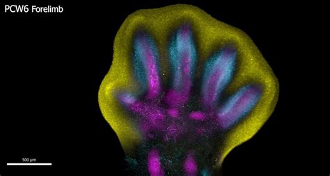 First Remarkable Mapping of Limb Development Shows Stages of Creating ...