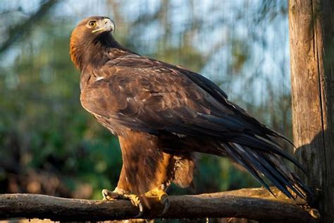 Where Do Eagles Live Chipper Birds
