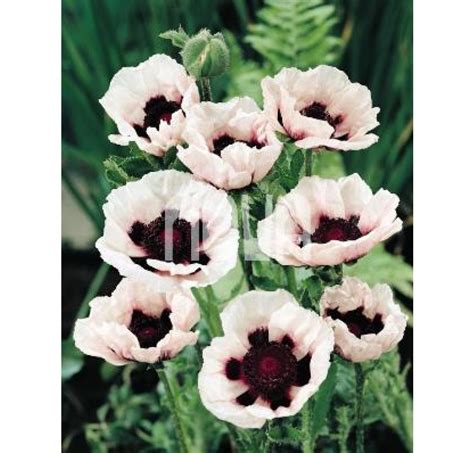 Papaver orientale Perrys White Mák východní I