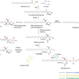 The Pathway Of Ceramide Synthesis Encompasses The De Novo Synthetic