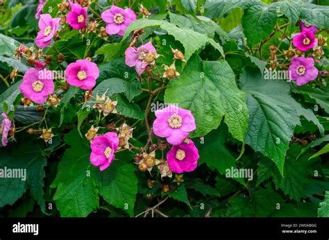 Blossoming Rubus Odoratus Plant Purple Flowered Raspberry Or Virginia