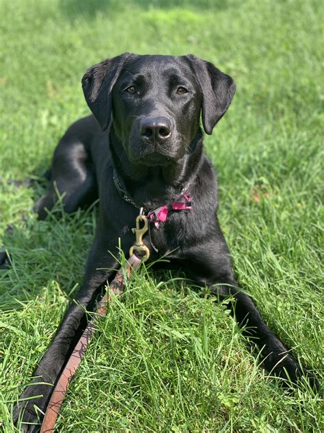 Gallery - Autism Dog Services
