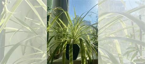 Хлорофитум купить в Москве | Товары для дома и дачи | Авито