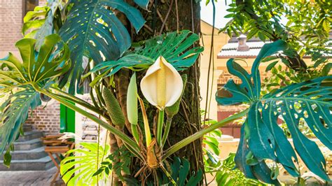 How Much Light A Monstera Deliciosa Needs