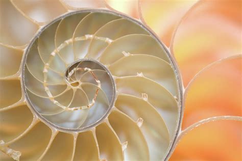 Nautilus Shell Fibonacci Spiral by Doug Chinnery