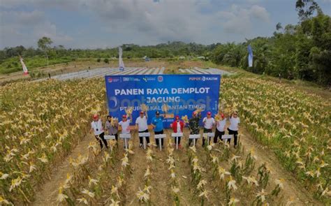 Demplot Npk Pelangi Jos Pupuk Kaltim Produktivitas Jagung Bontang Naik