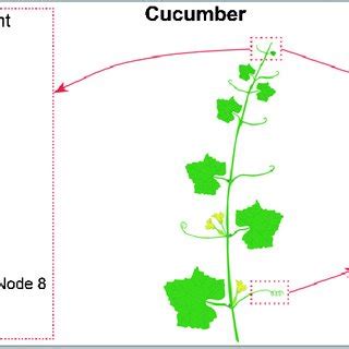 Genes expressed during development and growth of branched tendrils... | Download Scientific Diagram