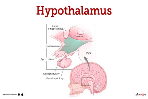 Brain Diagram Hypothalamus