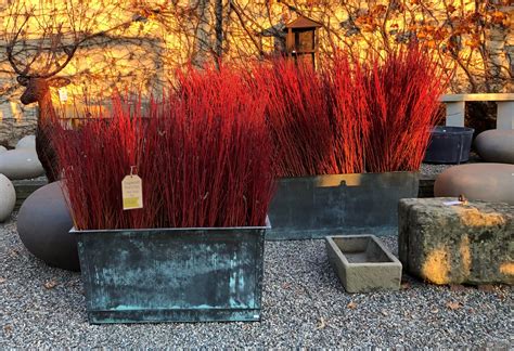 The 2020 Winter Pots Part 1 | Deborah Silver & Co.