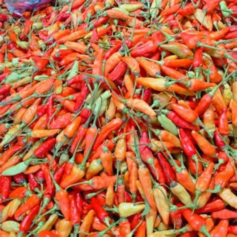 jual cabe rawit kecil organik  gram cabe rawit gunung cabe rawit