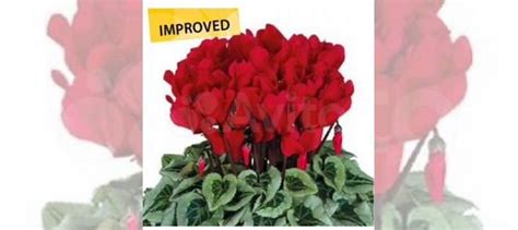 Цикламен купить в Калининграде | Товары для дома и дачи | Авито