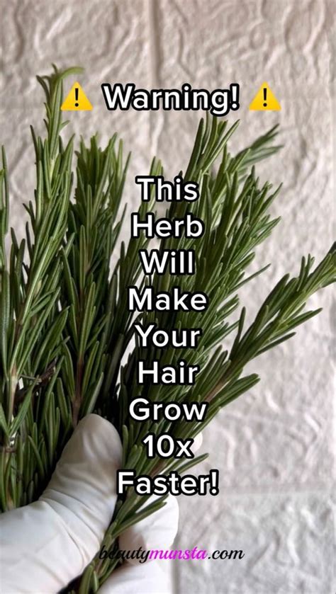 Diy Rosemary Hair Rinse For Hair Growth Grey Hair Dandruff Artofit