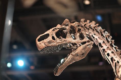 How To Identify And Find Dinosaur Fossils Hubpages