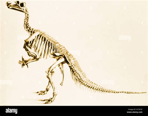 Illustration Of A Skeleton Of An Iguanodon From Bernissart Belgium