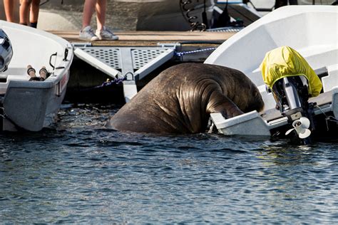 Freya Norways Famously Chill Walrus Is In Danger Of Being Killed