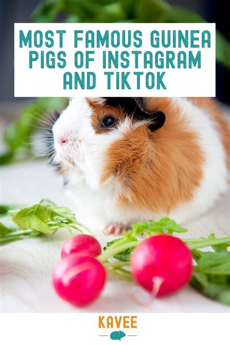 Most Famous Guinea Pigs Of Instagram And Tiktok Artofit