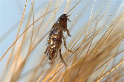 What Bugs Burrow Into Dogs Skin