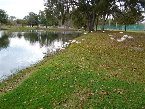 Безплатна снимка : дърво, вода, морава, ливада, река, стадо, езерце ...