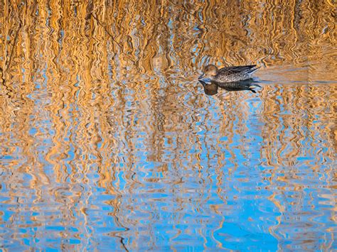 Waters Sound And Duck Susanne Miichan Flickr