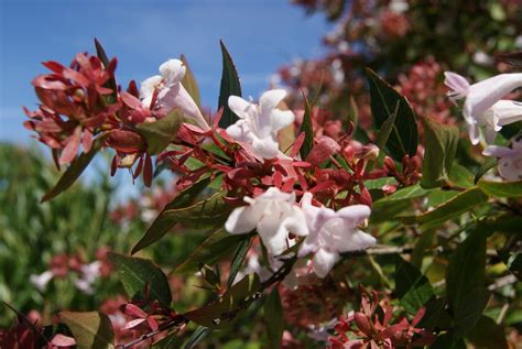 Gelbe Berberitze Maria Berberis Thunbergii Maria