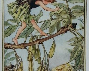 Flower Fairies Willow Catkin Pussy Willow By TitaniaVintagePrints