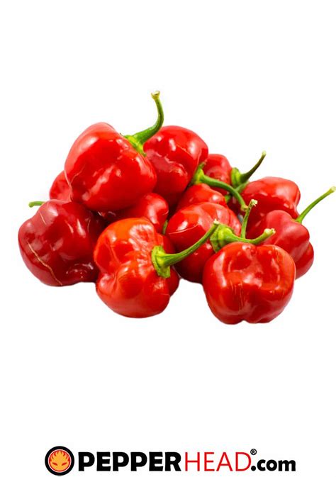 Red Savina Habanero - PepperHead