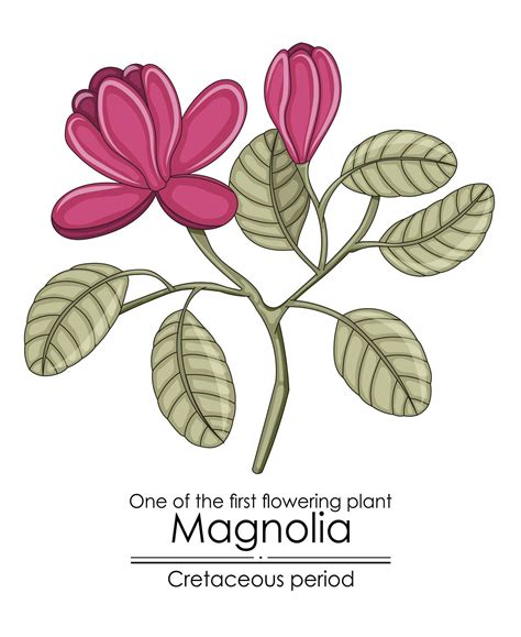 One Of The First Flowering Plant On Earth Magnolia Evolved During