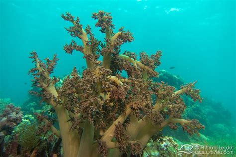 Tout Savoir Sur Le Corail Et Les Récifs Coralliens Biologie Marine