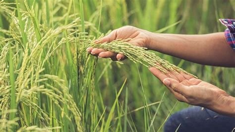 Cinco Claves Para Optimizar La Siembra De Arroz Agroempresario