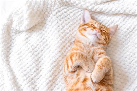 The Not So Secret Sleeping Habits Of Cats Bensons For Beds