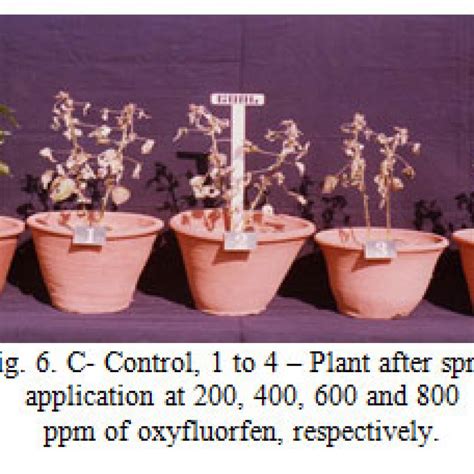 Effect Of Spray Application Of Goal Oxyfluorfen On Morphological