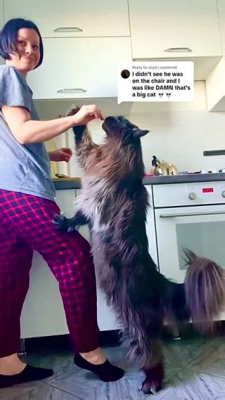 Клипы Котейка