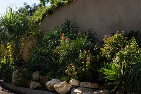 Aloe arborescens