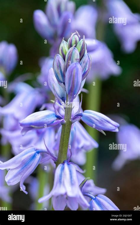 English Wood Hyacinth Usa Stock Photo Alamy