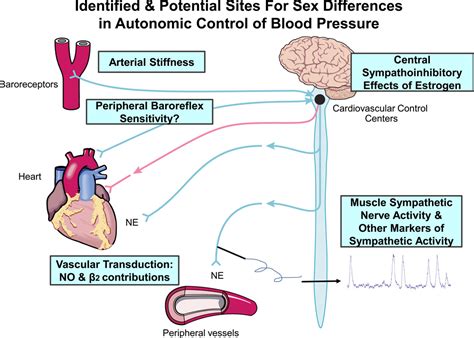 Neural Control Of The Circulation How Sex And Age Differences Interact In Humans Abstract