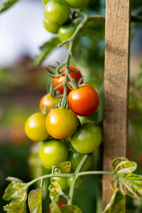 Close-Up Photo of Unripe Tomatoes · Free Stock Photo