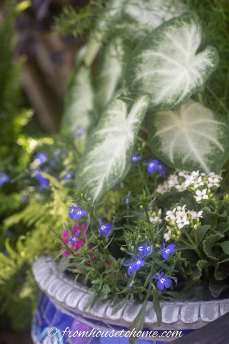 10 Best Blue Plants For Containers In The Shade Gardening From