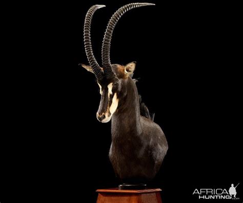 Sable Pedestal Mount Taxidermy