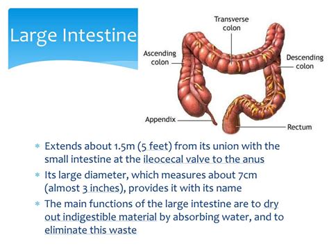 Digestive System. - ppt download