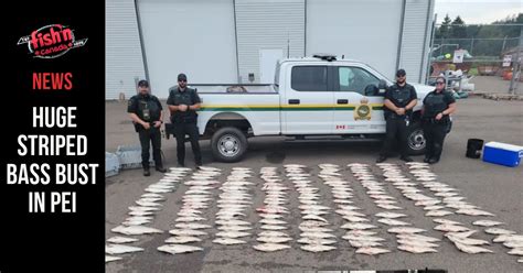 Huge Striped Bass Bust in PEI – Fish'n Canada