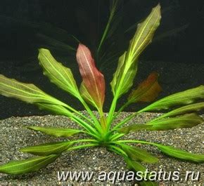 Эхинодорус барта (Echinodorus x barthii)