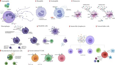 Inflammatory Response To Covid