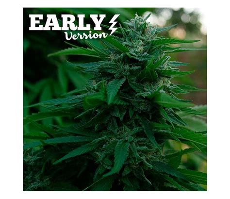 Lord Kush Early Version De Delicious Seeds La Huerta Grow Shop